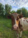 Продам корову . Чернігівська область