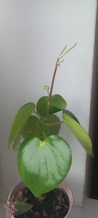 Паперомія "Рейдроп",  120грн