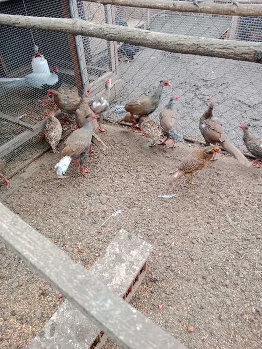 Sprzedam bażanty ozdobne