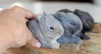 Мініатюрні нідерландські кролики