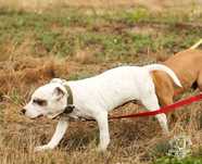 APBT Pit Bull  import USA