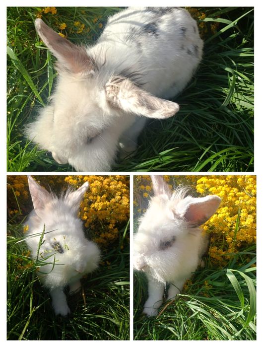 Króliczki miniaturki