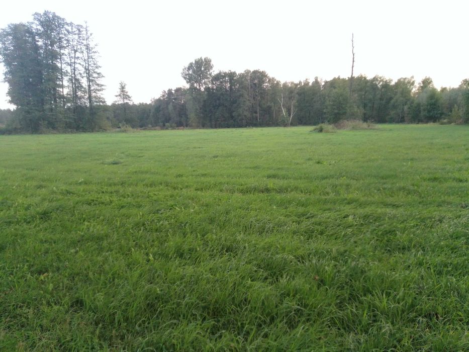 Grunty rolne, łąka, sprzedam 1,73 hektara.