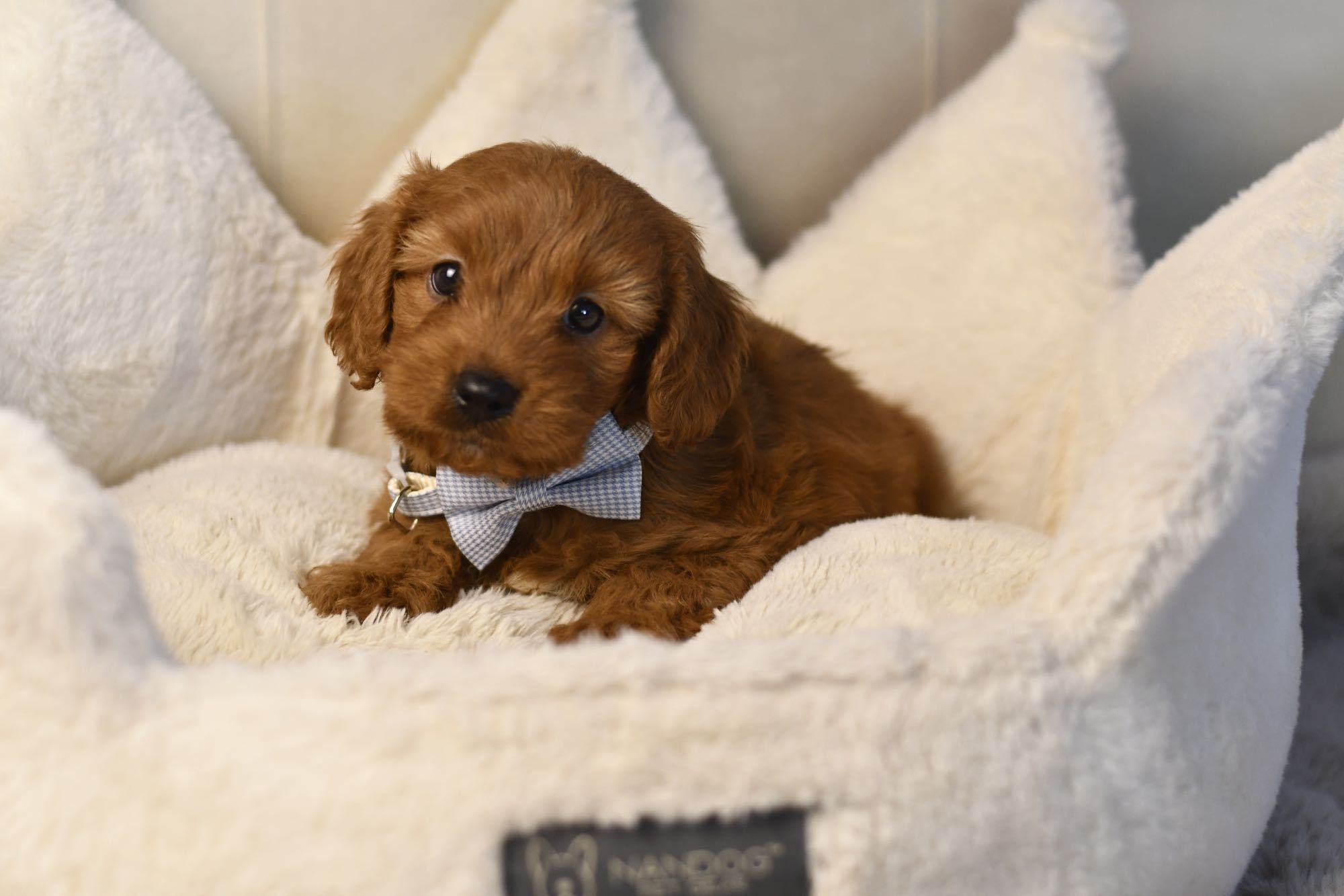 Cavapoo F1 RED BROWN wyjątkowy chłopiec gotowy do odbioru