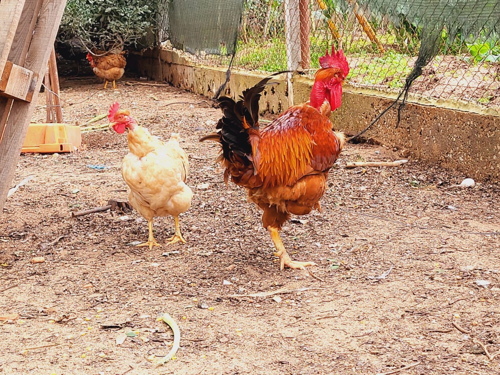 Ovos galados de galinhas autóctones/Portuguesas