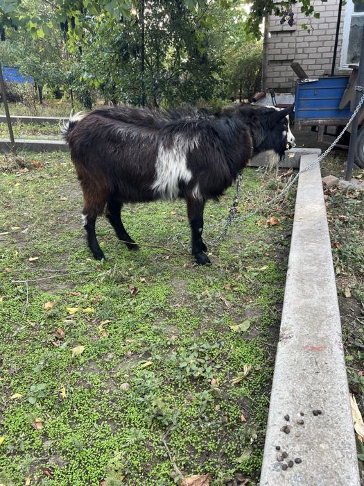 Продам козла зааненської породи