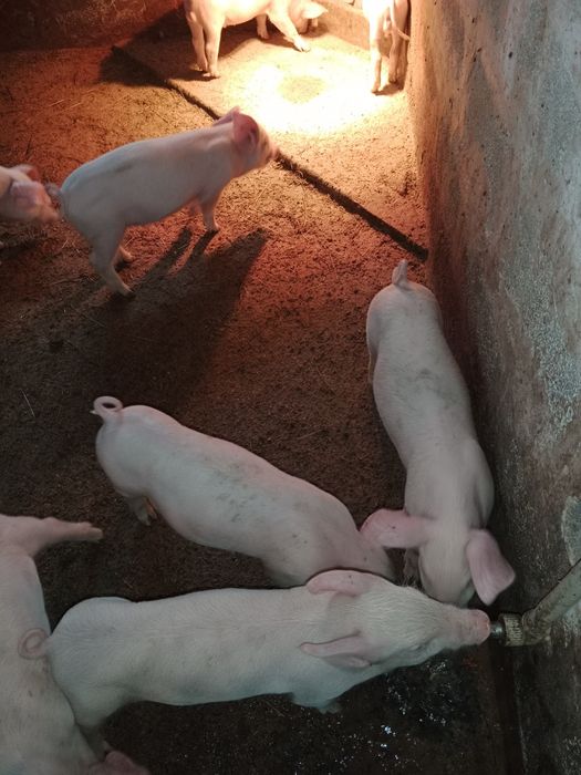 Кого цікавить дзвоні