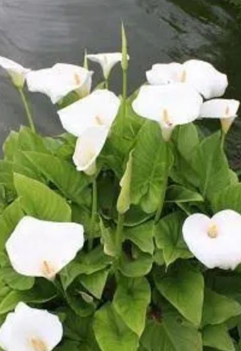 Цветок комнатный"калла белая"