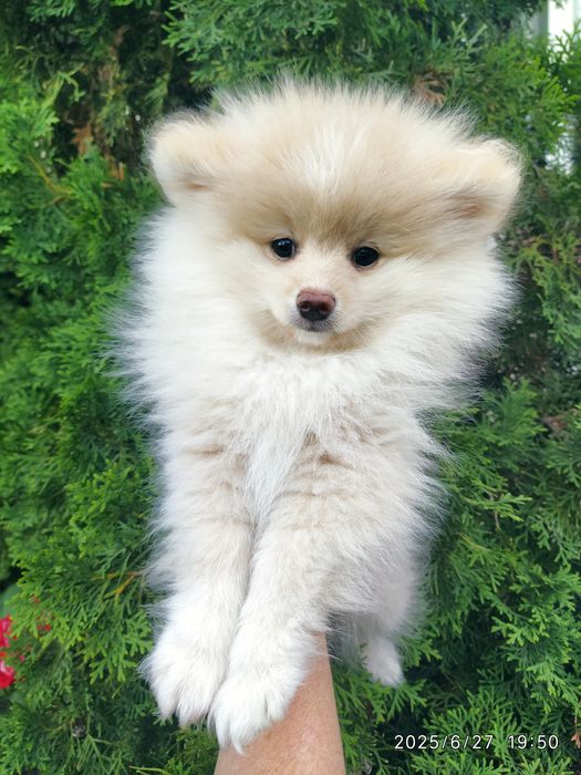 Шпицы мальчик и миниатюрная девочка