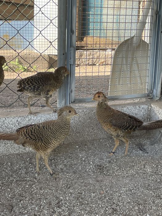 Casal faisao dourado f5000