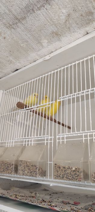 Canários várias raças