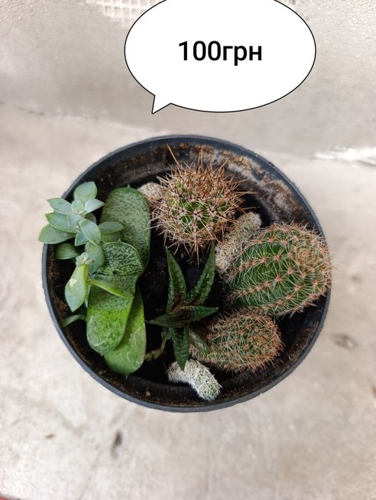 Продаж кімнатних сукулентів