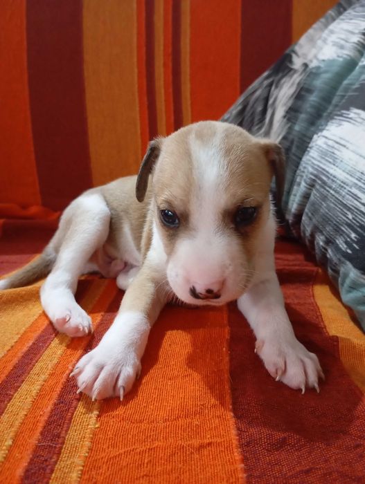Cães bebés para adoção