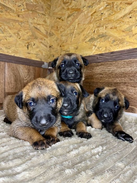 Цуценя бельгійської вівчарки малінуа