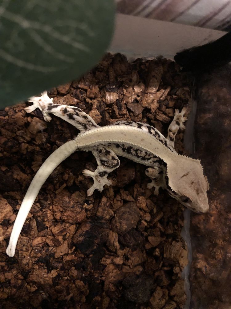 Gekon orzęsiony crested gecko jaszczurka samiec gad