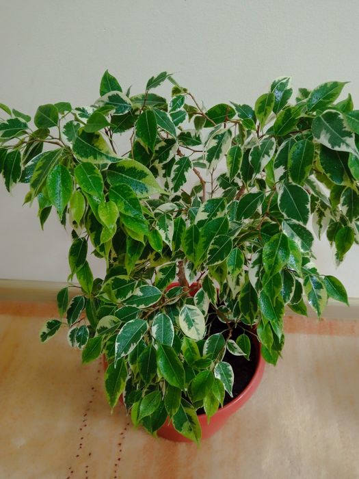 Фикус Бенджамина