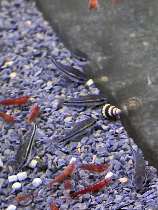 Corydoras Pigmeu