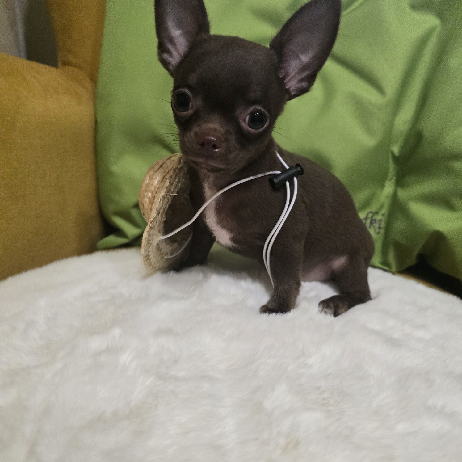 *Juz do odbioru *Chihuahua samiec  czekoladowy