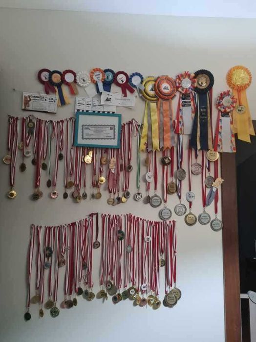 Flavia Liliowy Zakątek*Pl kotka w kolorze kremowym wystawowo/hodowlana