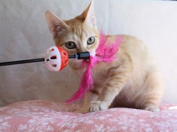 Gatinhas bebés já estetilizadas para adoção