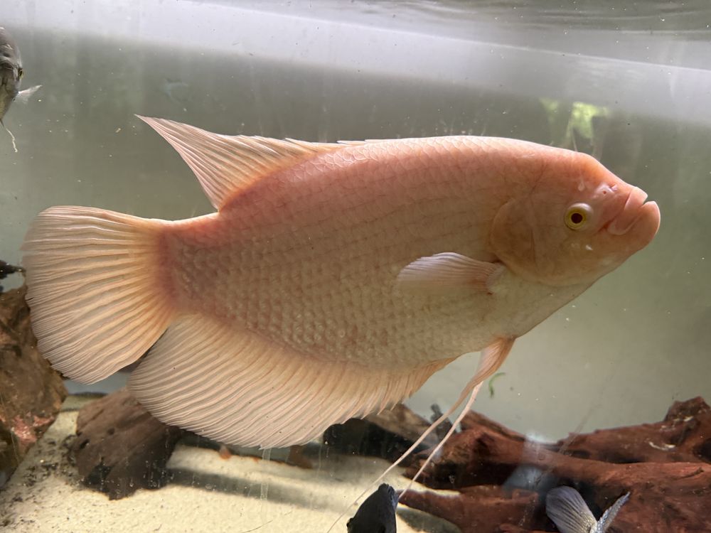 Gurami Olbrzymi albino
