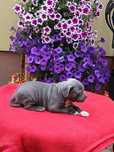 Pitbull Blue śliczna suczka
