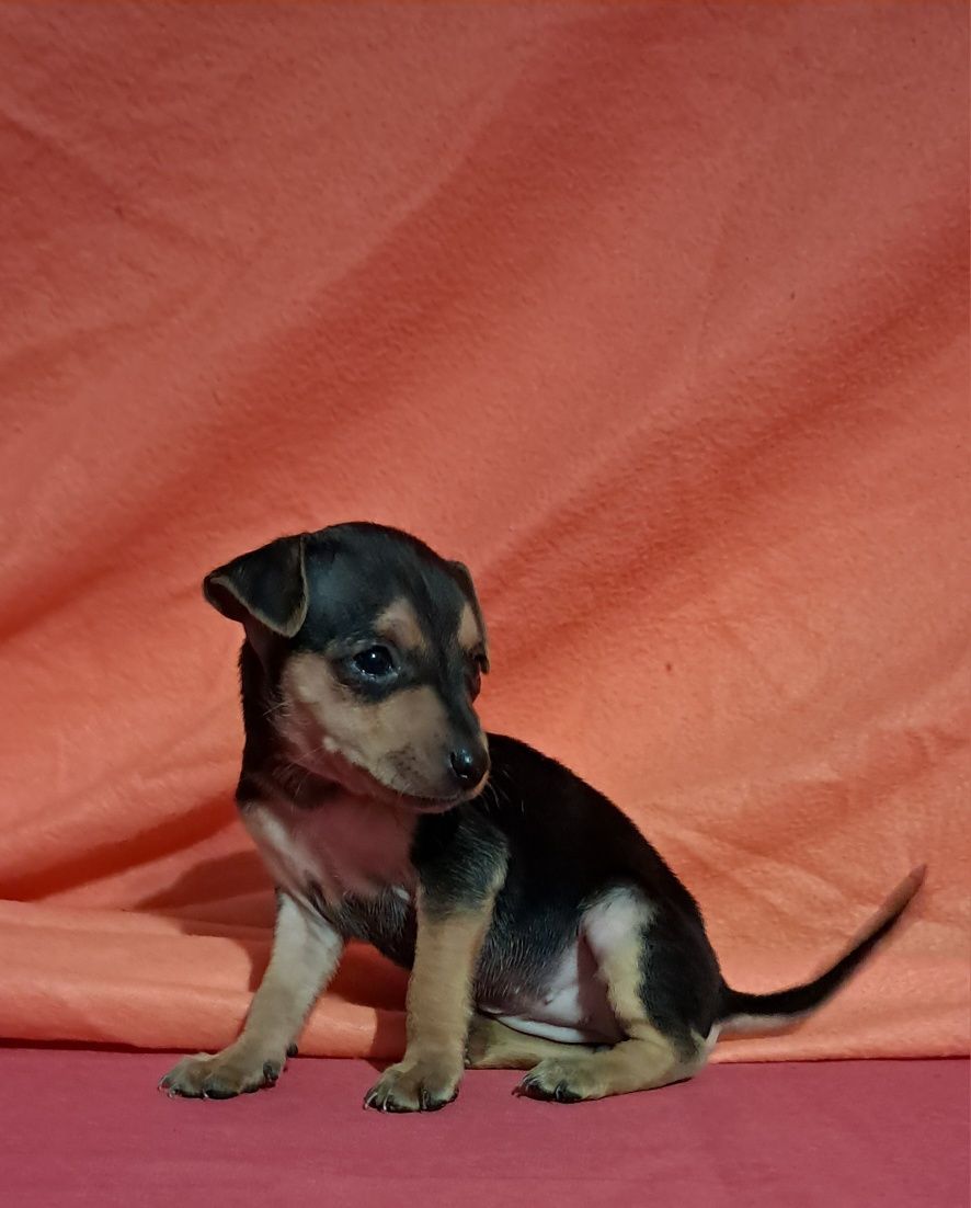 Pinscher miniatura