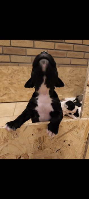 Amstaff szczeniak , samiec