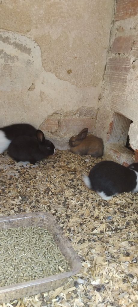 Coelhos bebes de 2 messes e 4 messes