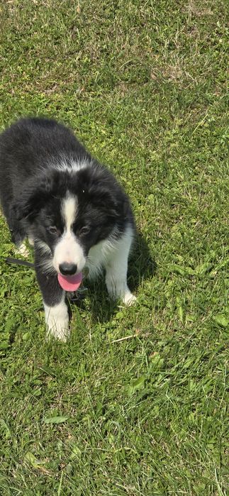 Border Collie zapraszam