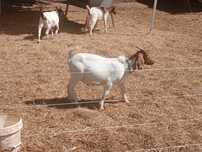 Cabrito Boer puro