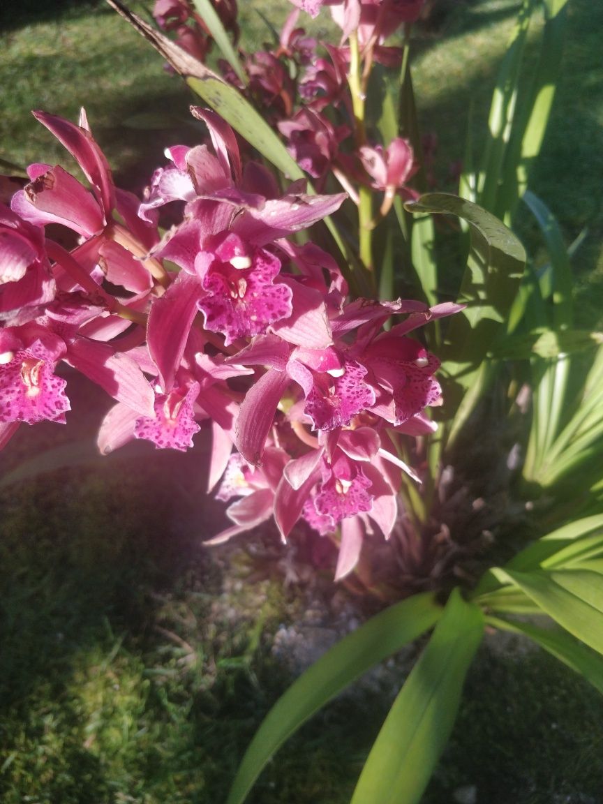 Plantas de jardim, orquídeas e Palmeiras de leque .