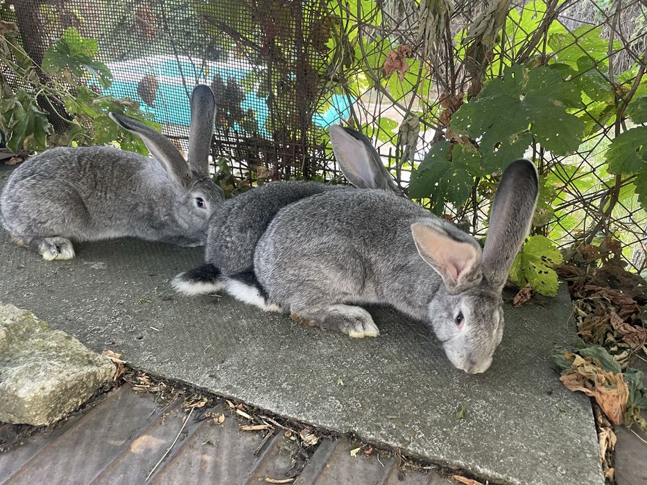 Продам кролиць.