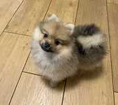 Szpic miniaturowy pomeranian - piesek cream