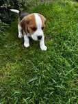 Beagle Tricolor suczka