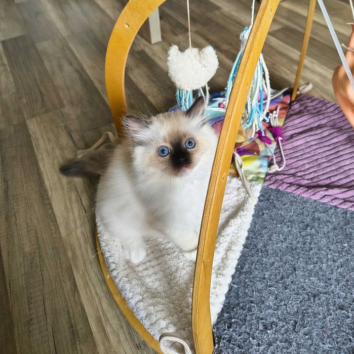 Cudowna koteczka Ragdoll