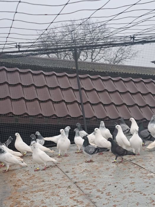 Sprzedam gołębie lot 120 130 sztuk