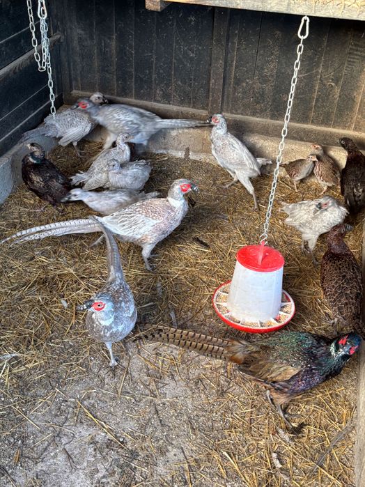 Bażanty srebrne, melanistyczne