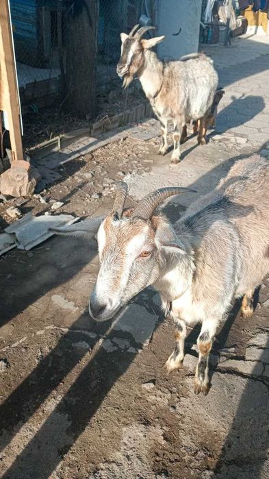 Продаю гарних козів