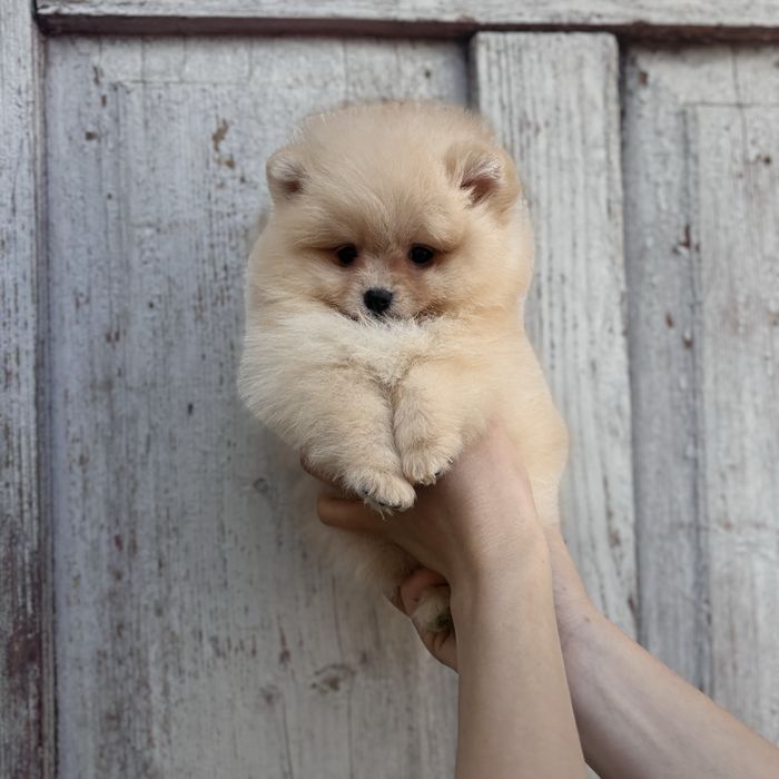 Хлопчик шоу класу тип ведмедика