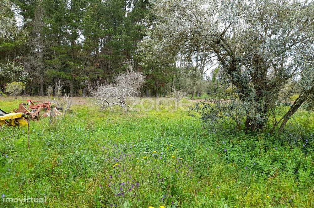 Terreno em Avelãs de cima