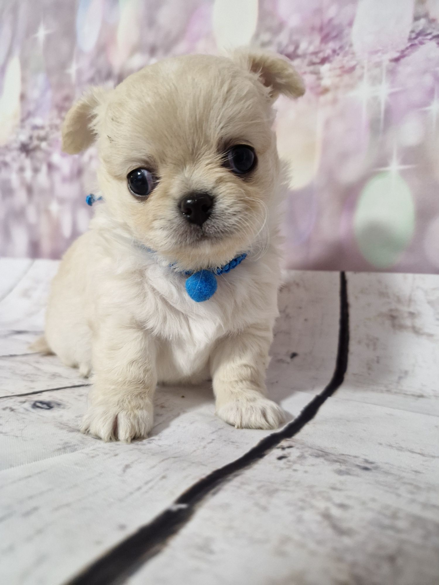 Chihuahua długowłosy ZKwP FCI
