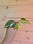 Philodendron Rio ukorzeniony szczyt