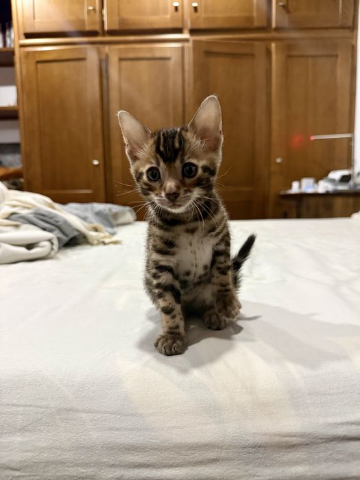 Gatinho Bengal / Bengala puro