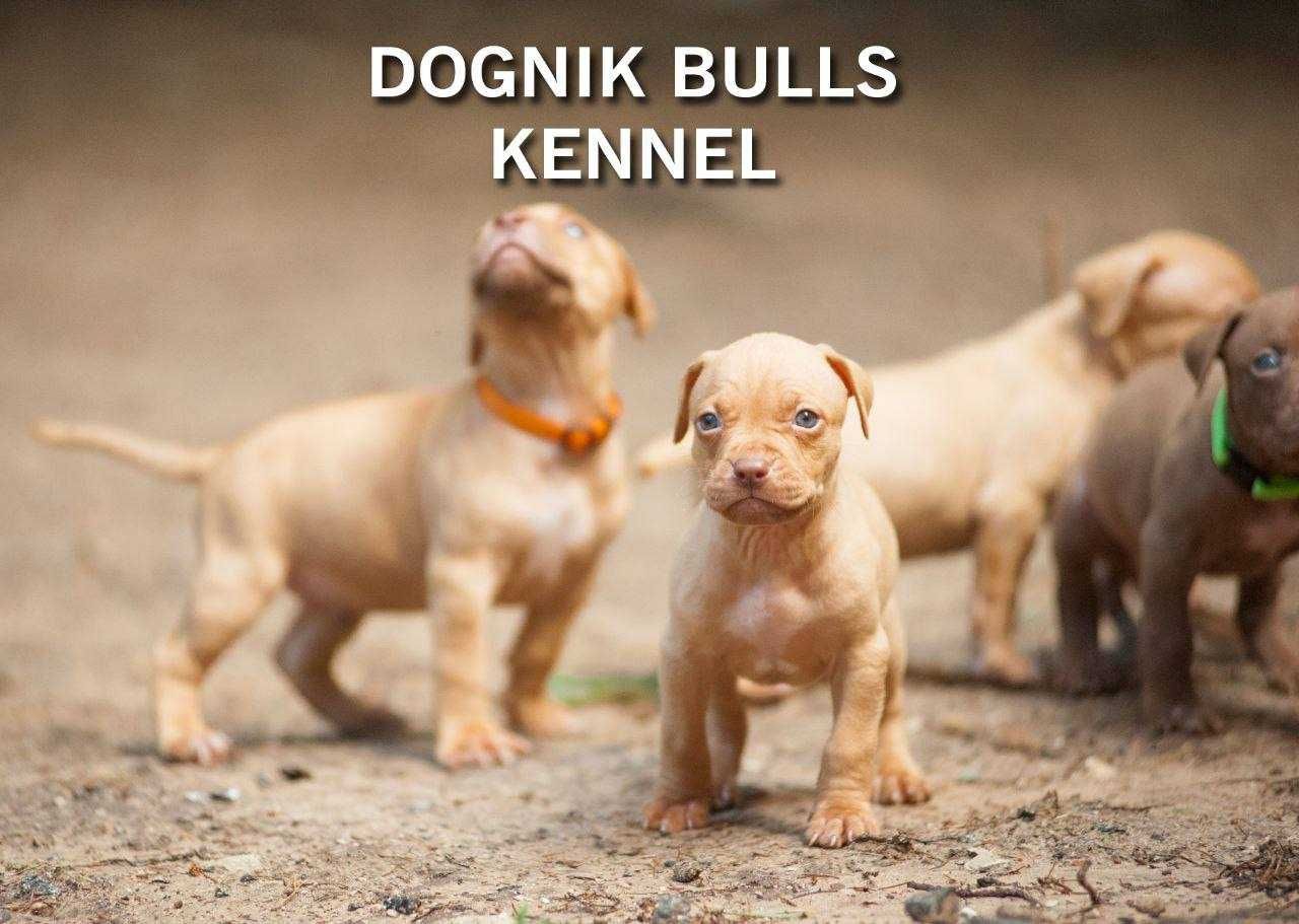 Щенки питбуля, апбт, питбультерьер. Питомник "Dognik Bulls"