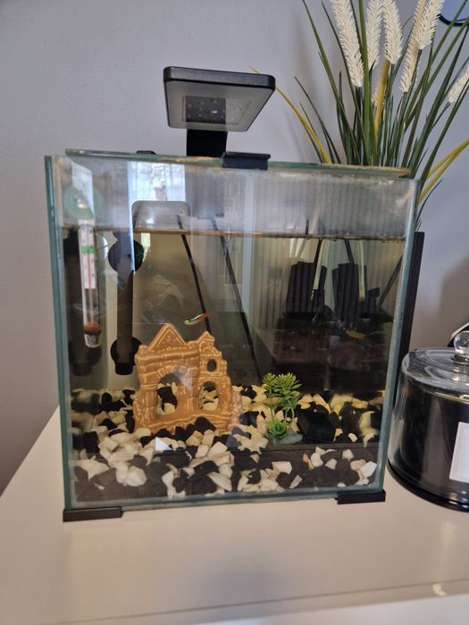 Akwarium krewetkowe, kostka