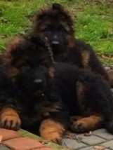 Owczarek niemiecki długowłosy potężny szczeniak A po potężnych psach