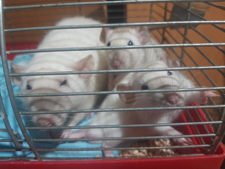 Сіамські ручні щурики.