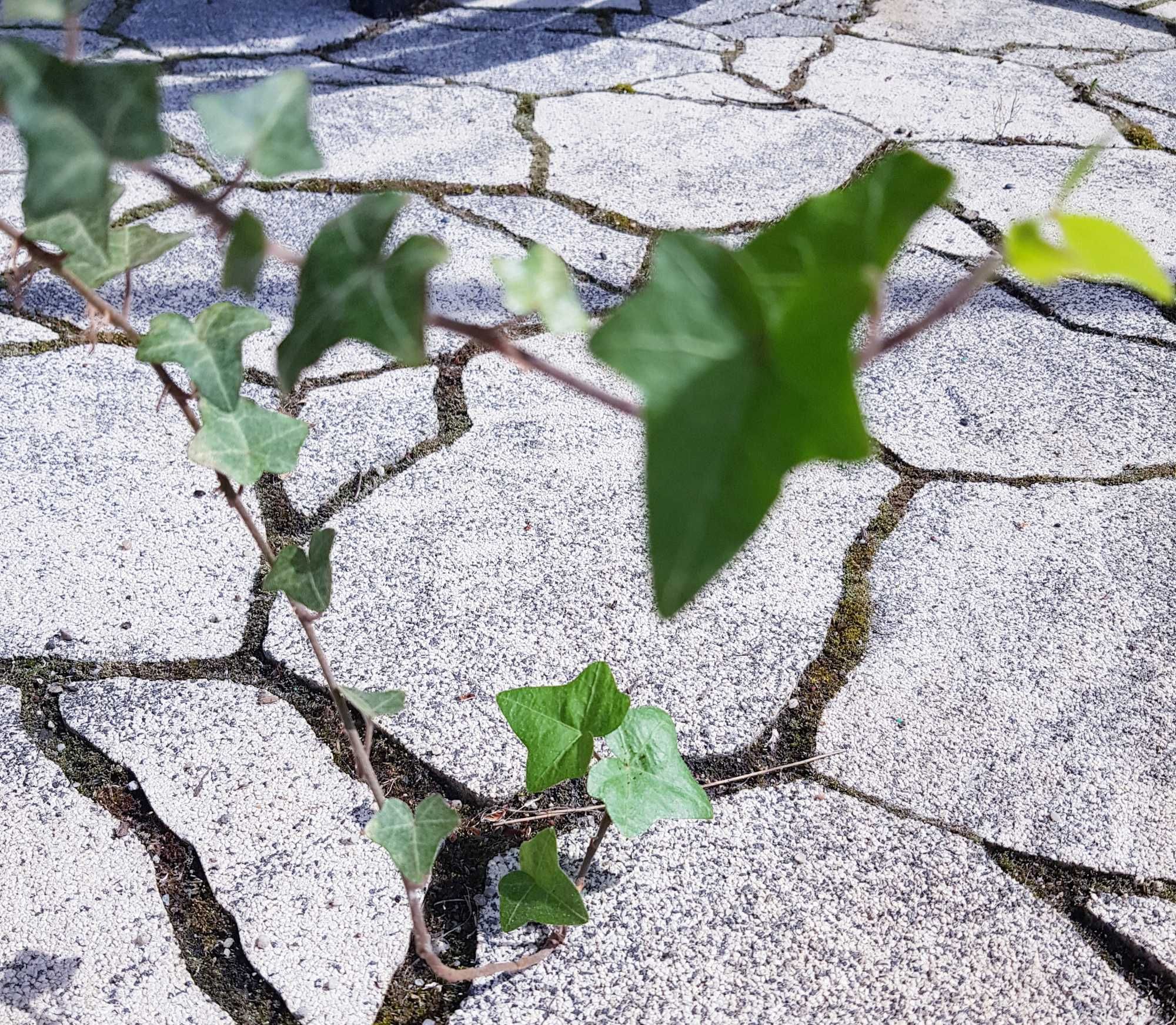 Hedera helix  zimozielone pnącze BLUSZCZ