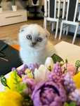 Koteczka brytyjska ( Scottish fold) w kolorze point